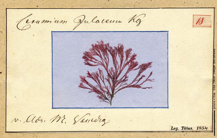 Ceramium julaceum_18.jpg